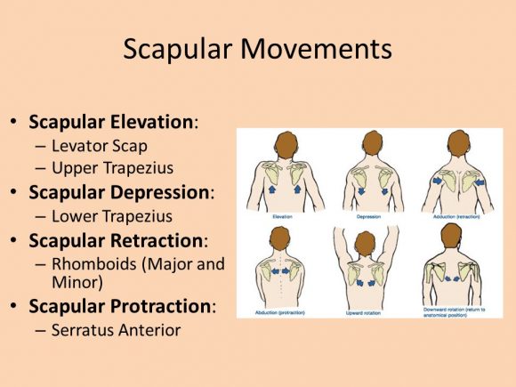 Scapula Movements