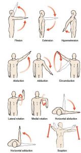 Scapula and shoulder movements - Pass The OT