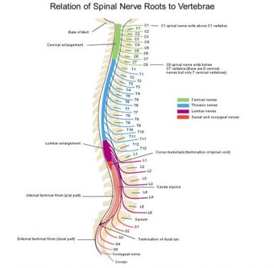 Spinal Cord Injuries combined updated worksheet - Pass The OT