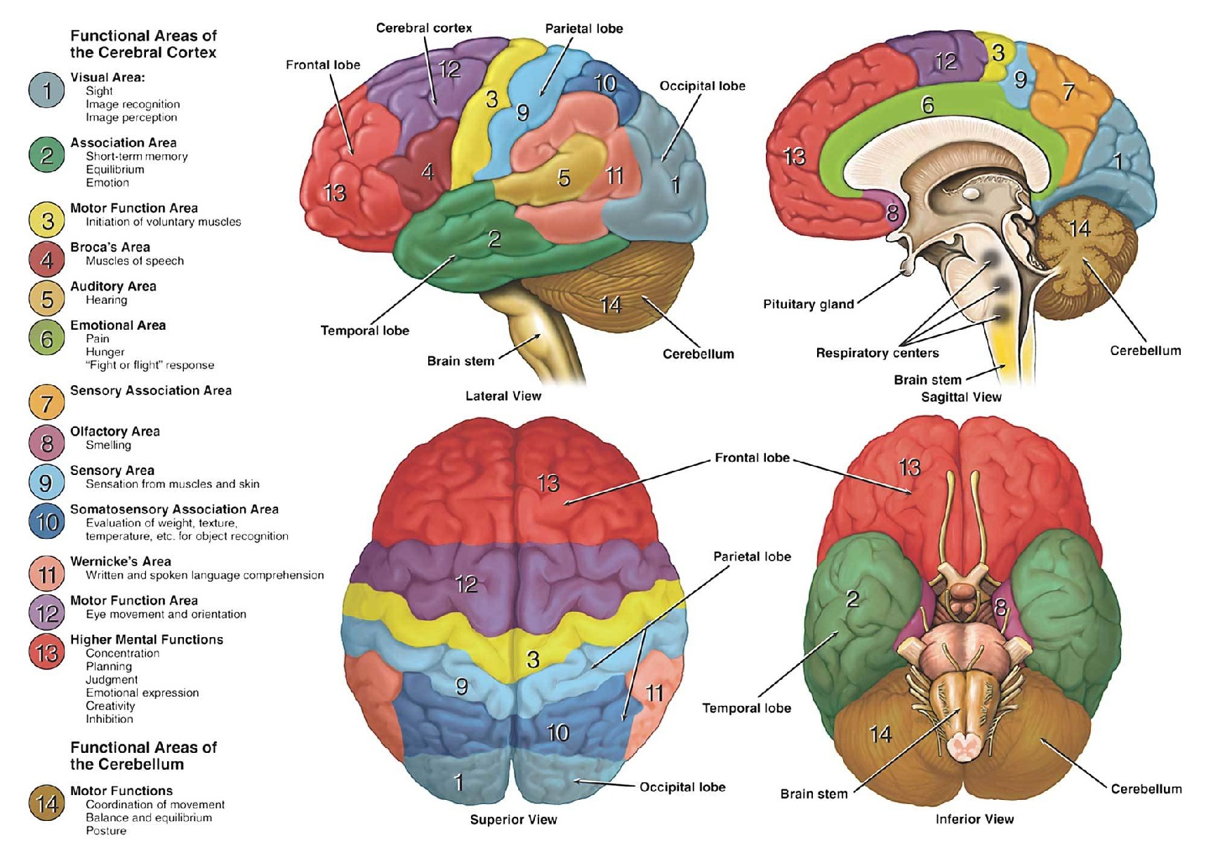 anatomy of thebrain