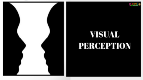 VISION & VISUAL PERCEPTION - Pass The OT